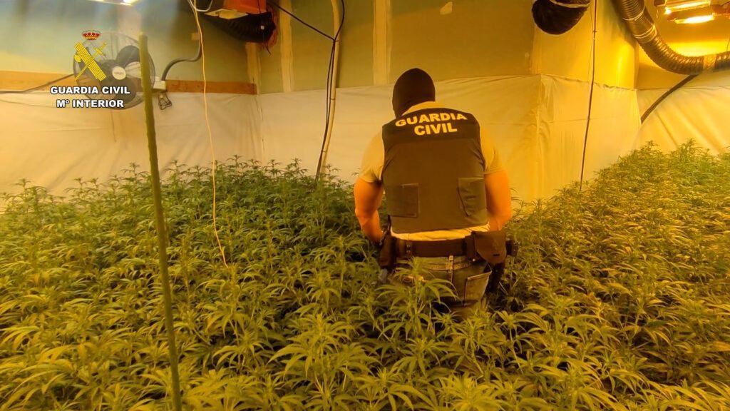 La Guardia Civil desmantela dos cultivos indoor de marihuana en las localidades de Benicarló y Torreblanca