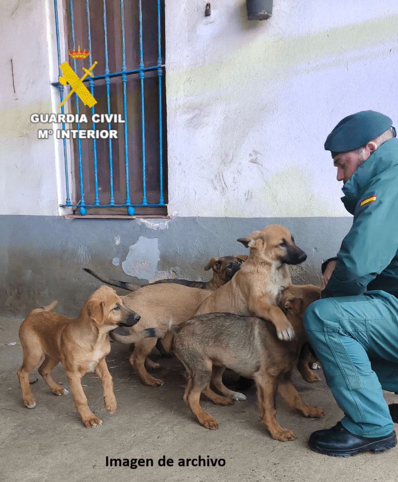 La Guardia Civil de Castellón alerta sobre una estafa relacionada con la recuperación de mascotas perdidas