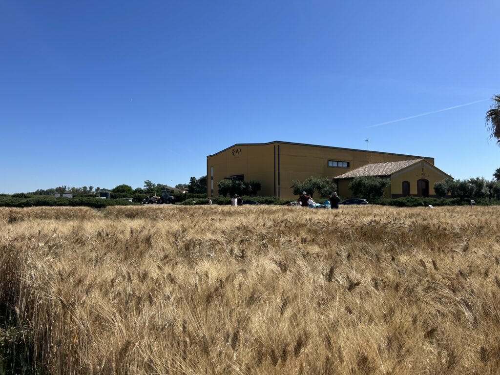 AVA-ASAJA participa en un ensayo de trigo con drones, satélites, lisímetros y sondas inteligentes