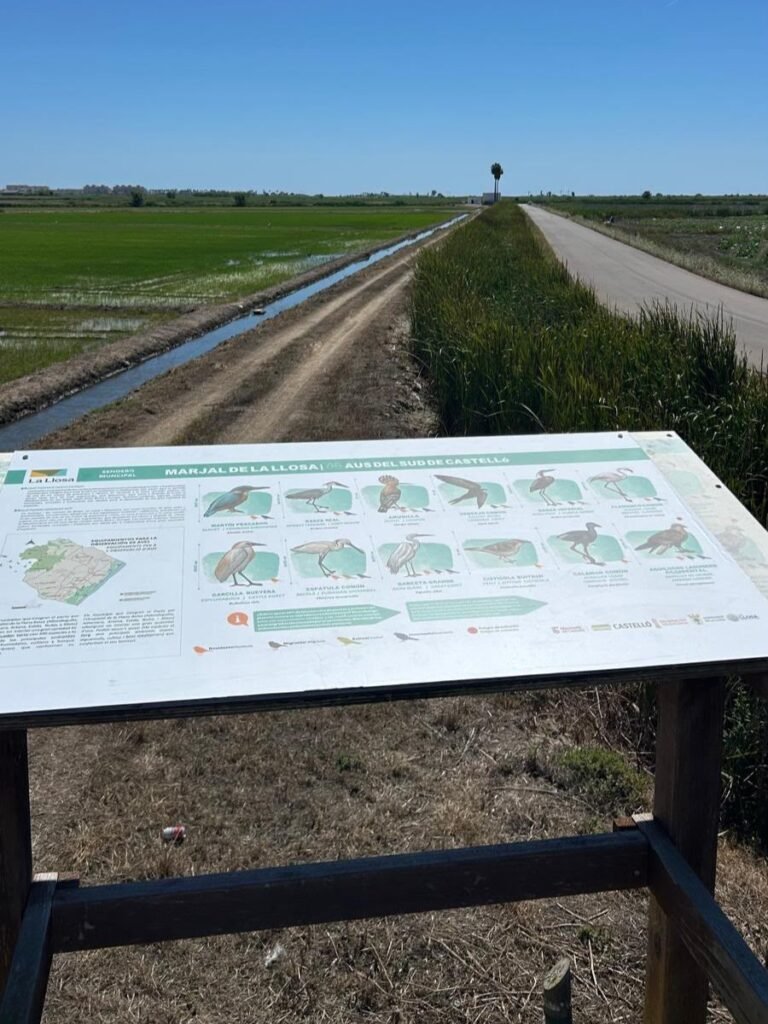 La Llosa renueva los paneles informativos sobre las aves del marjal