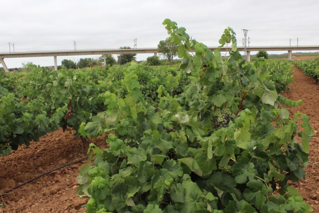 La Unió Llauradora reclama un plan inmediato de arranque de viñedo ante el deterioro del mercado
