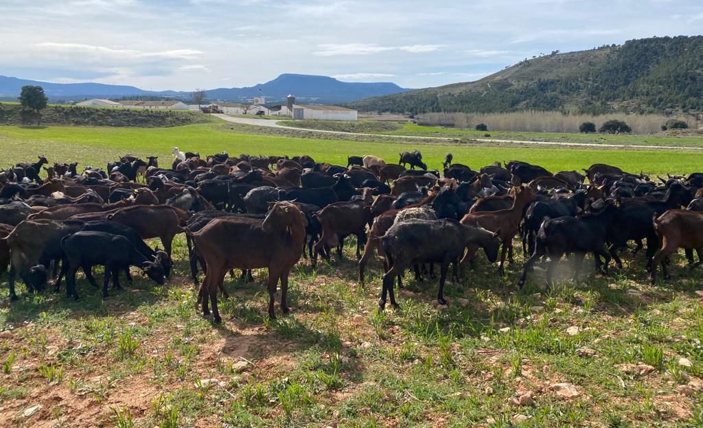 La presión de ASAJA logra mejoras en la cadena alimentaria y el etiquetado de la carne