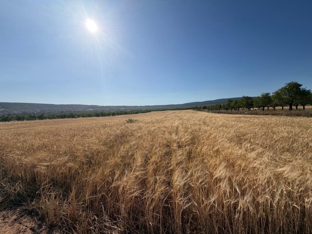 AVA-ASAJA prevé mermas del 50% en cereales por el calor con costes al alza y precios bajos