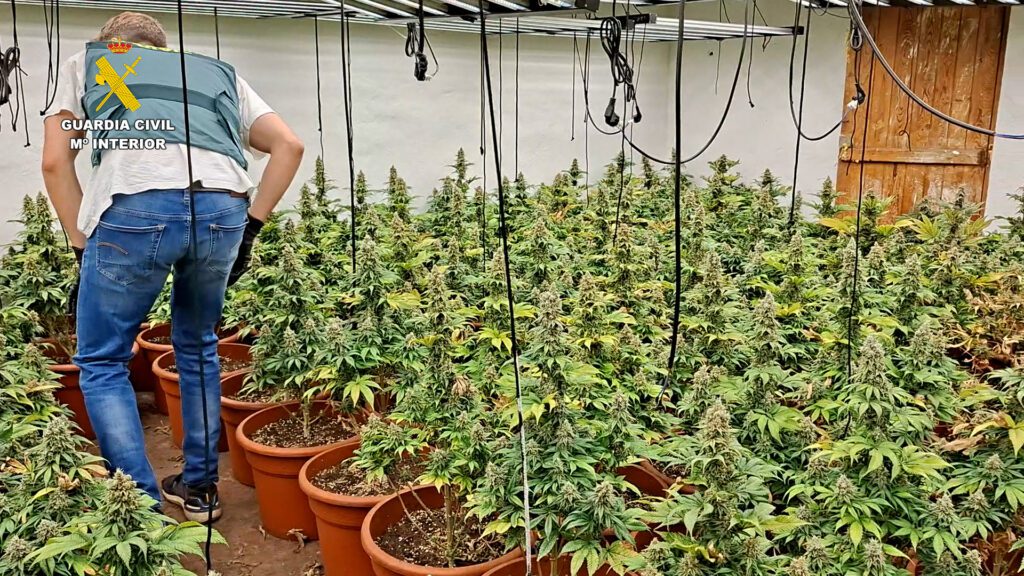 La Guardia Civil ha desmantelado dos plantaciones indoor de marihuana en Almazora y Castellón – foto 3