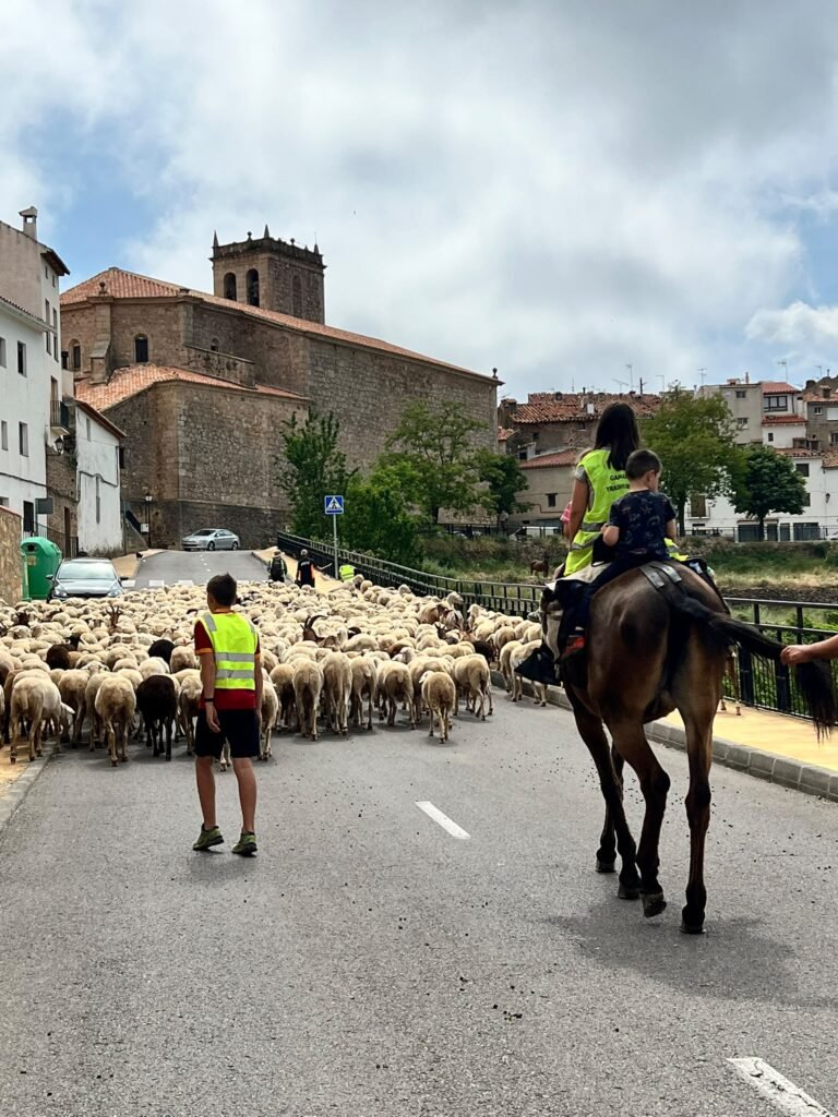 La trashumancia pasa por Vistabella del Maestrat