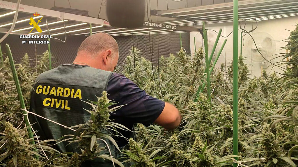 Ingreso en prisión de dos personas por cultivo de marihuana “indoor” en la localidad de Oropesa del Mar – foto 3