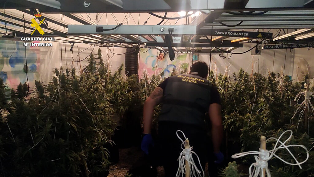 Ingreso en prisión de dos personas por cultivo de marihuana “indoor” en la localidad de Oropesa del Mar – foto 1