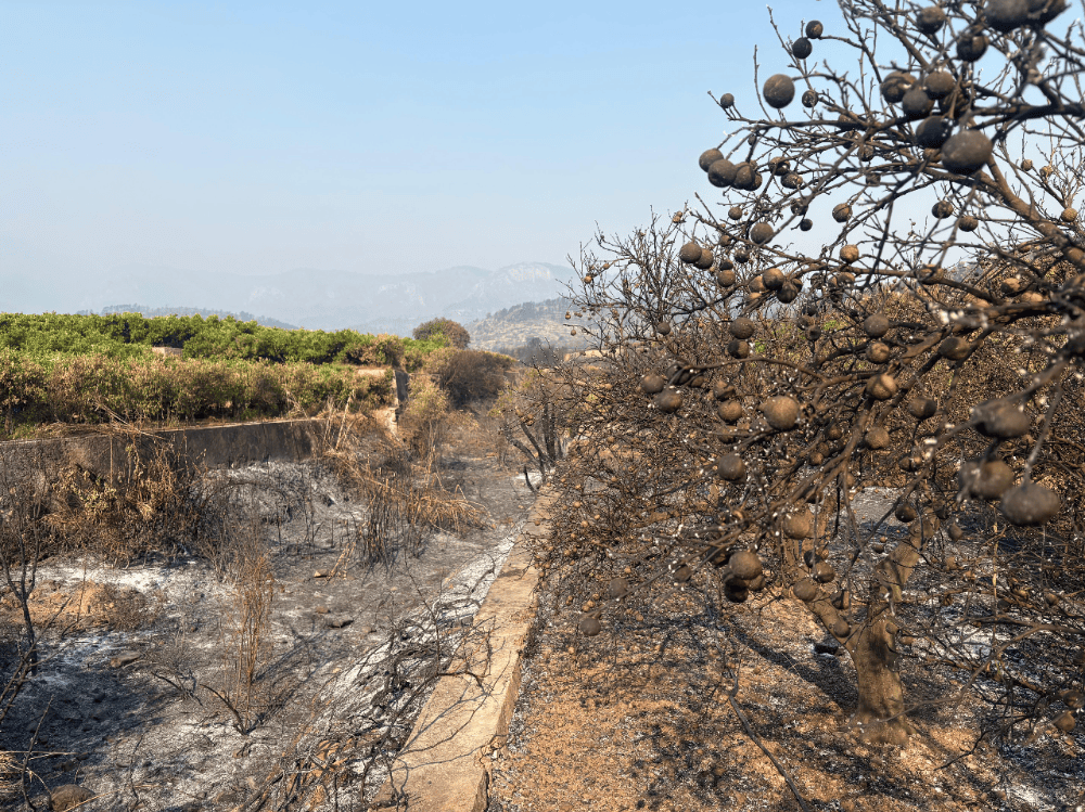 SOM Castelló solicita mejor gestión y más inversión en la prevención de los incendios.