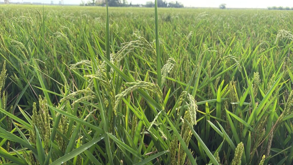 LA UNIÓ alerta de un repunte del ‘cucat’ en los arrozales valencianos y reclama revisar el sistema de control biológico de este año