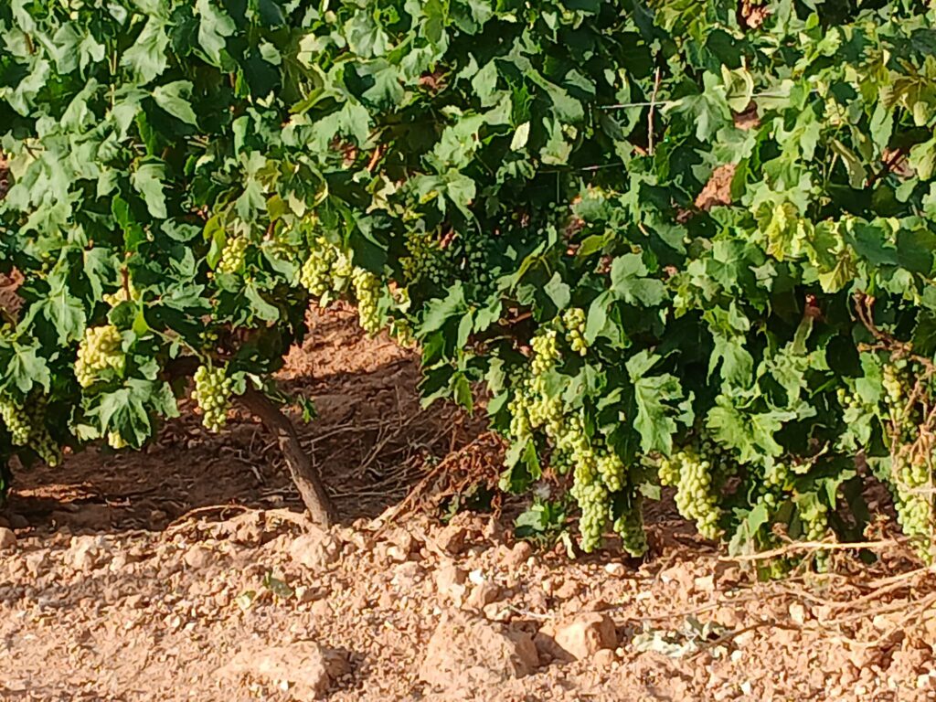 LA UNIÓ denuncia unos primeros precios para las uvas blancas con destino cava por debajo de los costes de producción