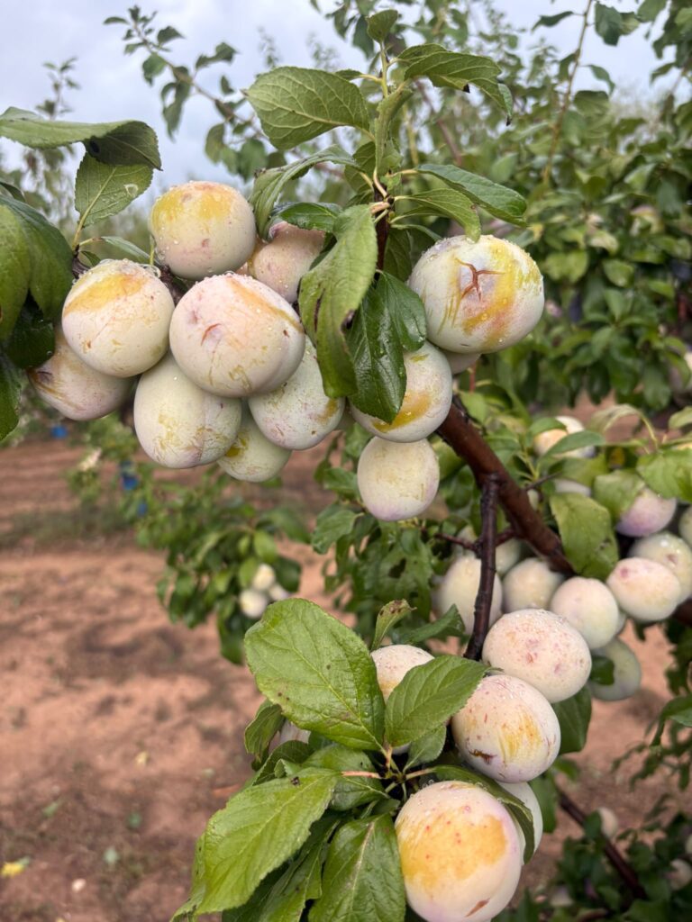 LA UNIÓ cuantifica en más de 10 millones de euros las pérdidas directas por los últimos siniestros agrarios en Utiel-Requena, la Vall d’Albaida y el Alto Palancia – foto 1