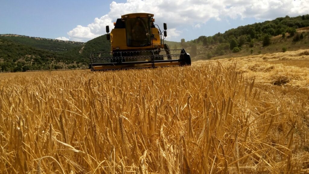 LA UNIÓ reclama ayudas para compensar las pérdidas del 35% de la cosecha de cereal por las restricciones de siega y la fauna silvestre