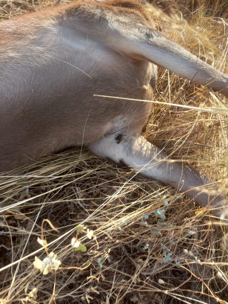 AVA-ASAJA alerta del “problema de salud pública” de las garrapatas en el campo