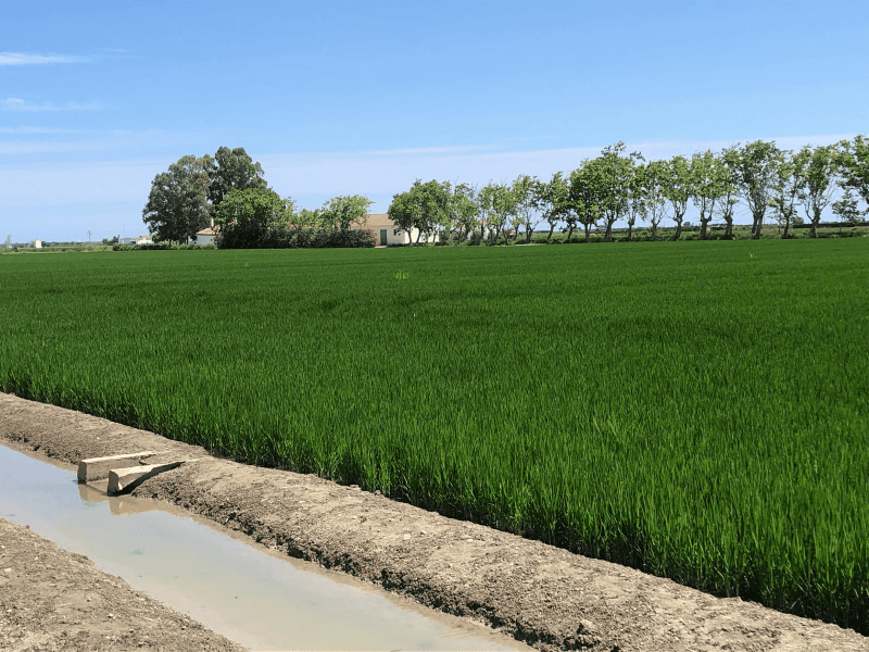 Los arroceros de AVA-ASAJA alertan de una campaña crítica que amenaza el futuro del arroz y de l’Albufera