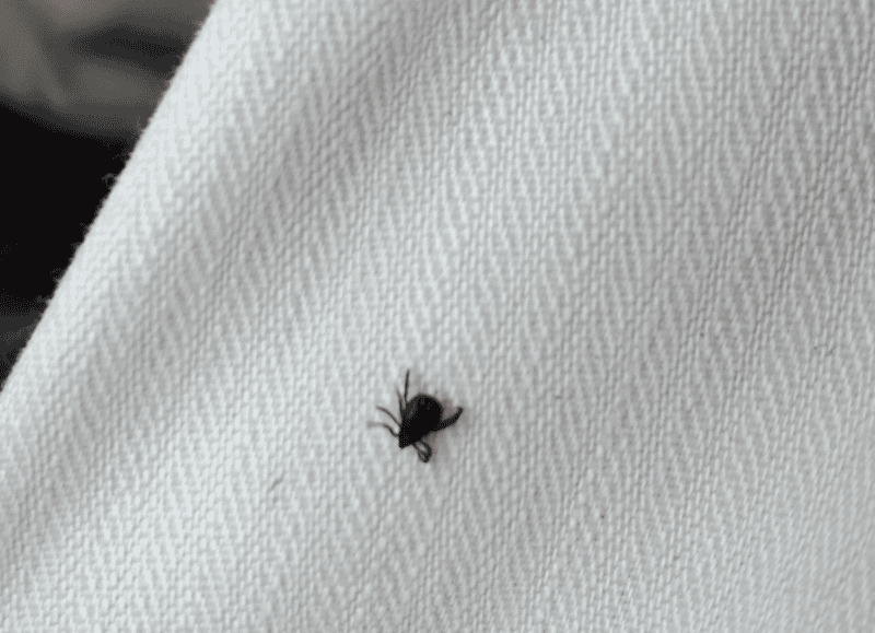 AVA-ASAJA alerta de que la plaga de garrapatas ya impide trabajar en algunos campos y provoca hospitalizaciones