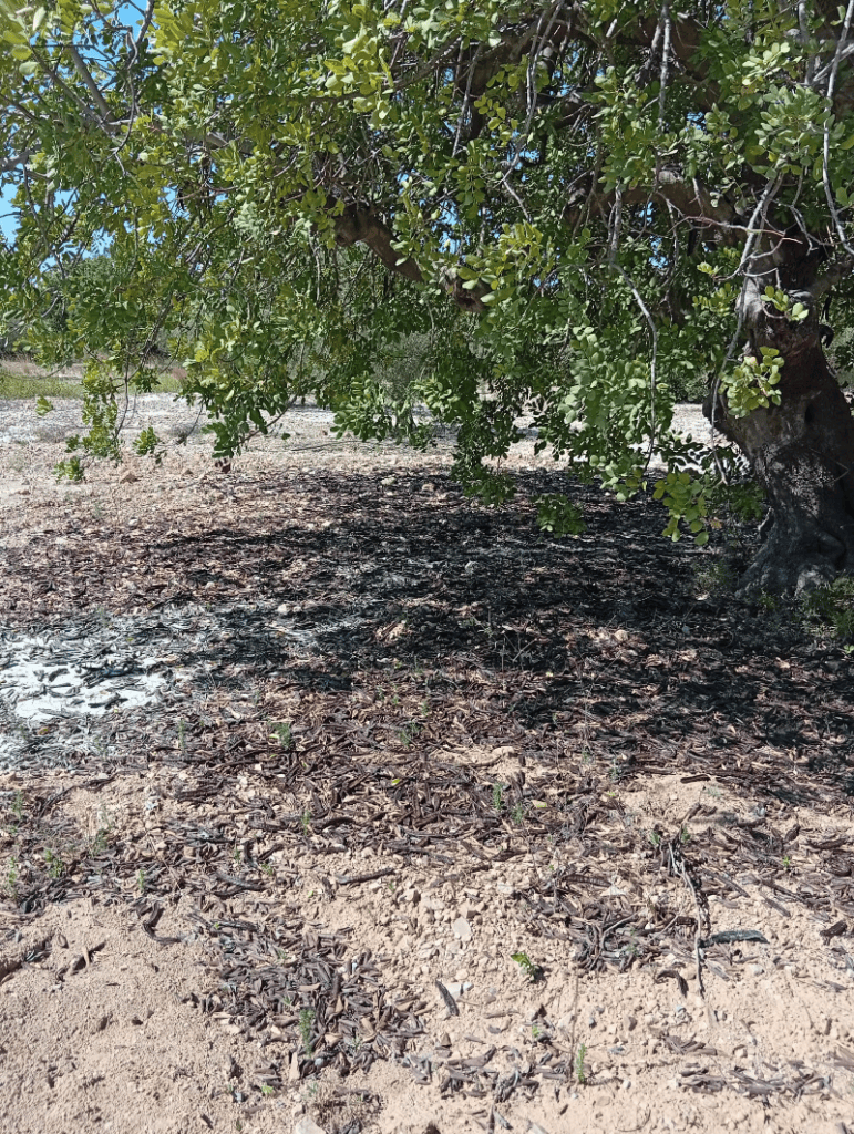 AVA-ASAJA pide a la industria preferencia y precios dignos en la nueva campaña de algarroba