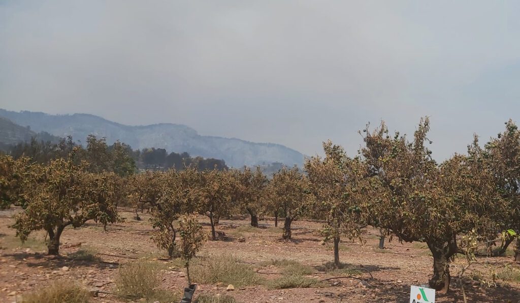 AVA-ASAJA estima que los daños agrarios del incendio de Castellón rondan los 40 millones