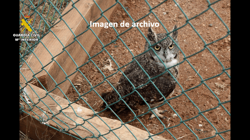 Intervenidos más de 200 reptiles y detenidas tres personas dedicadas al tráfico de especies protegidas