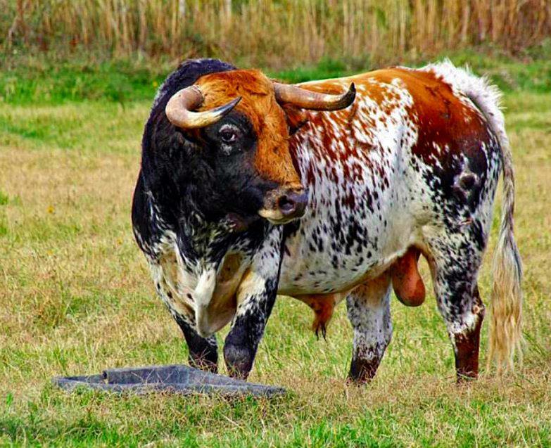 La Fira d’Onda 2026 ya tiene nombre, hierro y pelaje para sus toros
