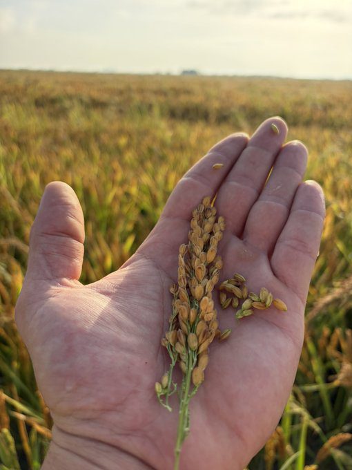 LA UNIÓ denuncia que los arroceros valencianos afrontan un precio inferior en un 35% a los actuales costes de producción