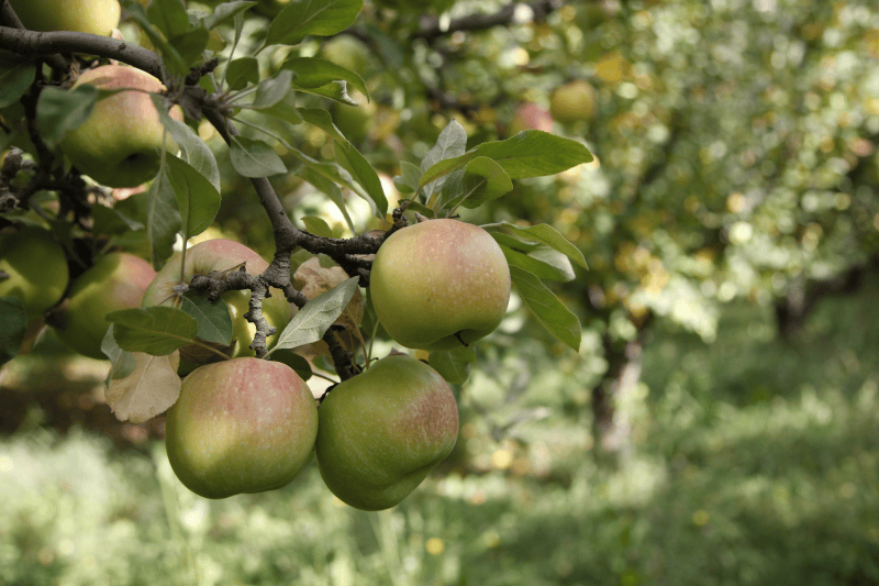Saborigen lleva la riqueza de la producción rural y de kilómetro cero a Alicante Gastronómica 2026