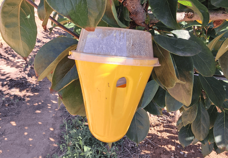 AVA-ASAJA denuncia el robo de trampas de mosca de la fruta en cítricos y caquis