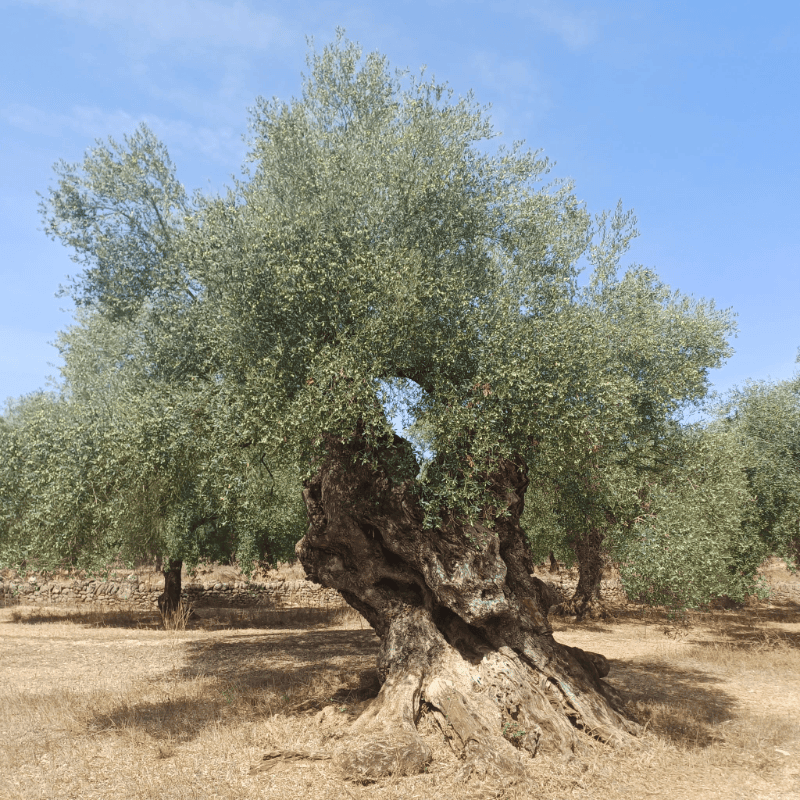 LA UNIÓ advierte de que la caída del precio del aceite amenaza la rentabilidad del olivar valenciano antes incluso de comenzar la recolección