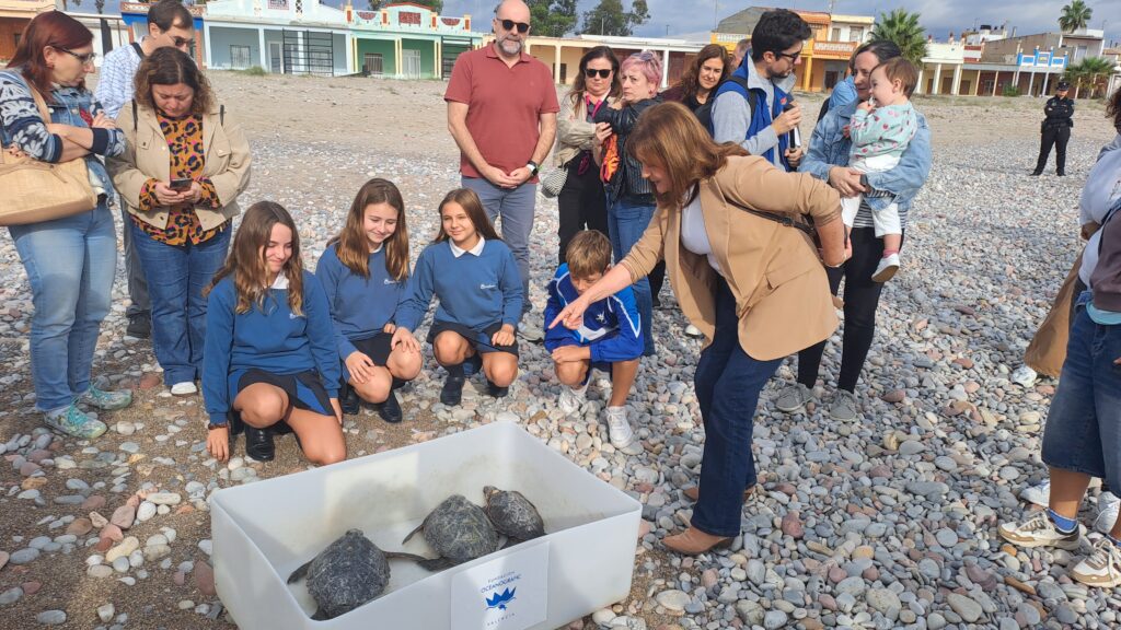 Las tortugas nacidas en Nules el año pasado vuelven al mar – foto 3