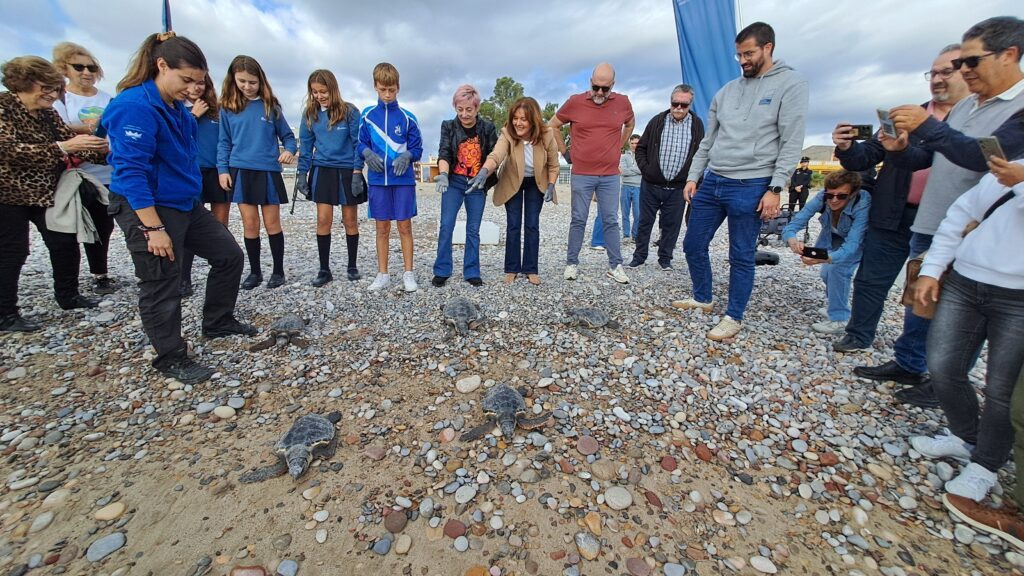 Las tortugas nacidas en Nules el año pasado vuelven al mar – foto 1