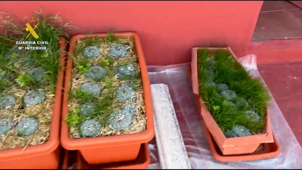 La Guardia Civil ha detenido a un hombre por un delito de amenazas y desmantela un laboratorio con productos químicos y marihuana en Lucena del Cid – foto 4