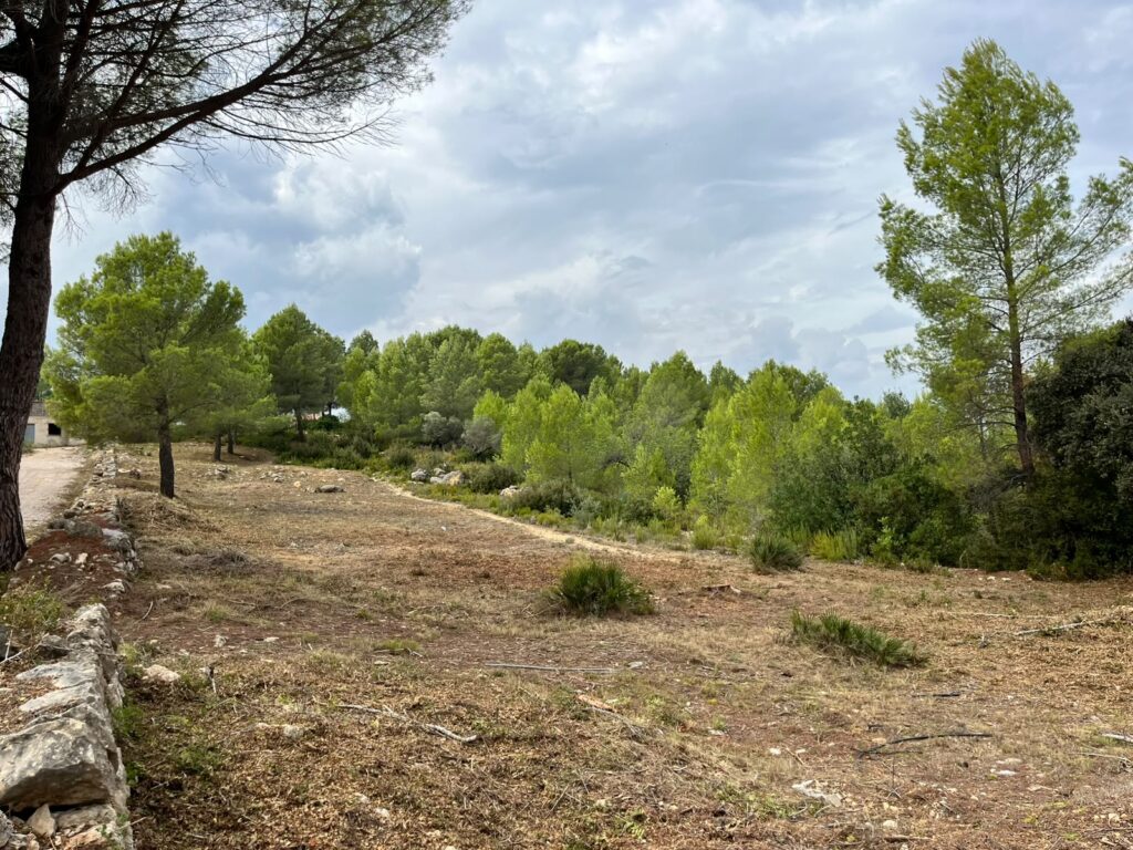 Vilafamés desbroza para prevenir incendios forestales – foto 3