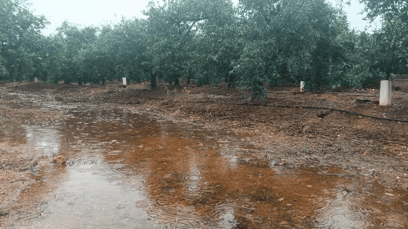 LA UNIÓ informa que la DANA provocará daños en el campo principalmente en las comarcas de la Safor y la Marina Alta