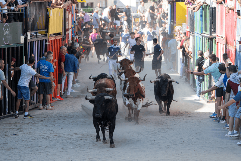 La Diputación de Castellón fomenta la tradición taurina con la concesión de 150.000 euros en ayudas para 166 asociaciones y peñas taurinas de la provincia