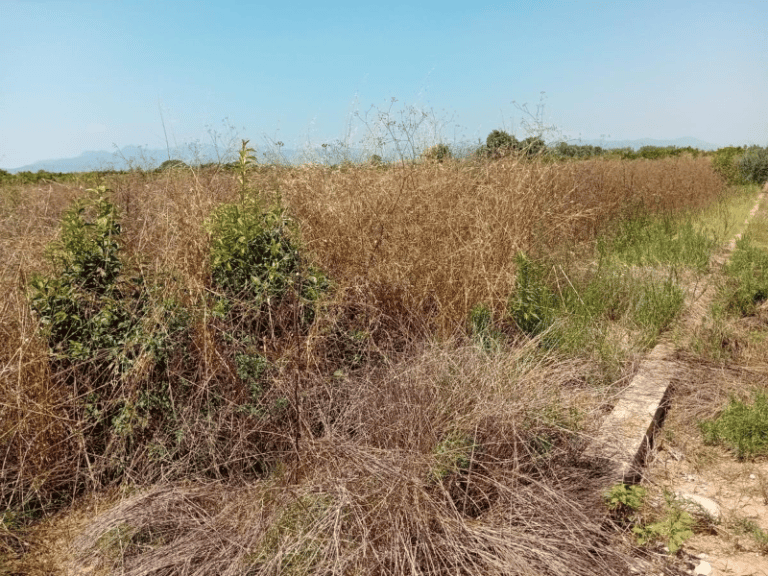 Compromís lleva al pleno de Castelló la propuesta de La Unió para actuar ante las parcelas agrarias abandonadas