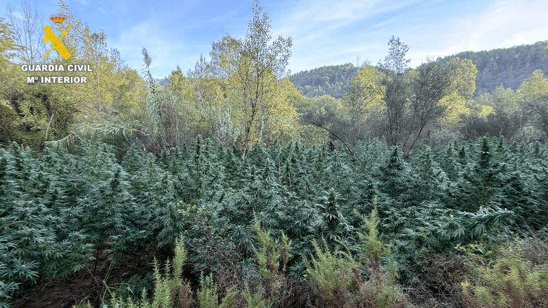 La Guardia Civil ha desmantelado dos plantaciones de marihuana en el Alto Mijares