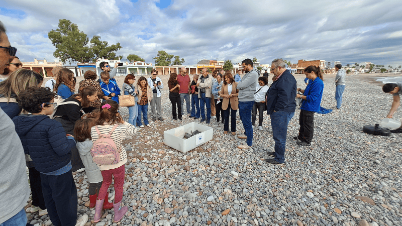 Las tortugas nacidas en Nules el año pasado vuelven al mar