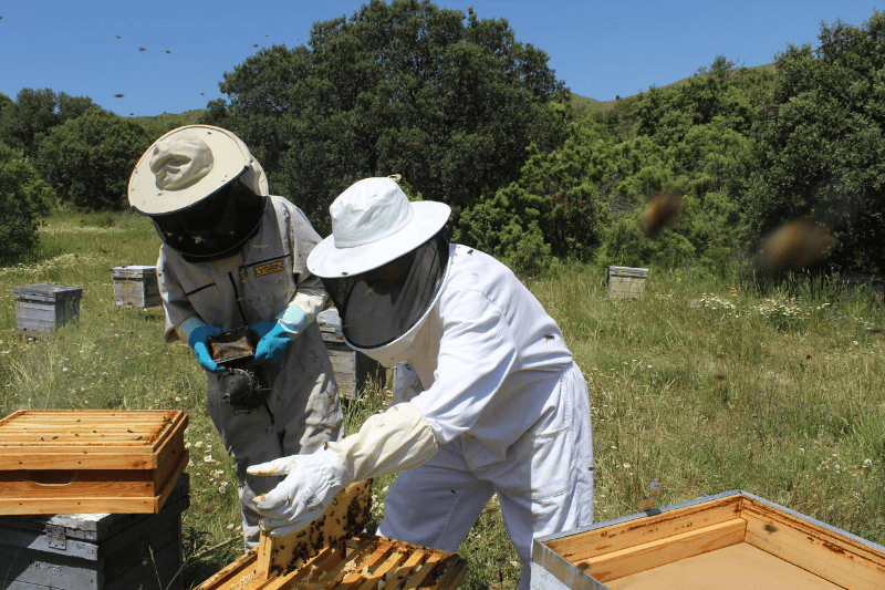 LA UNIÓ alerta de una merma de más del 40% en la producción de miel por la sequía y la presión del abejaruco